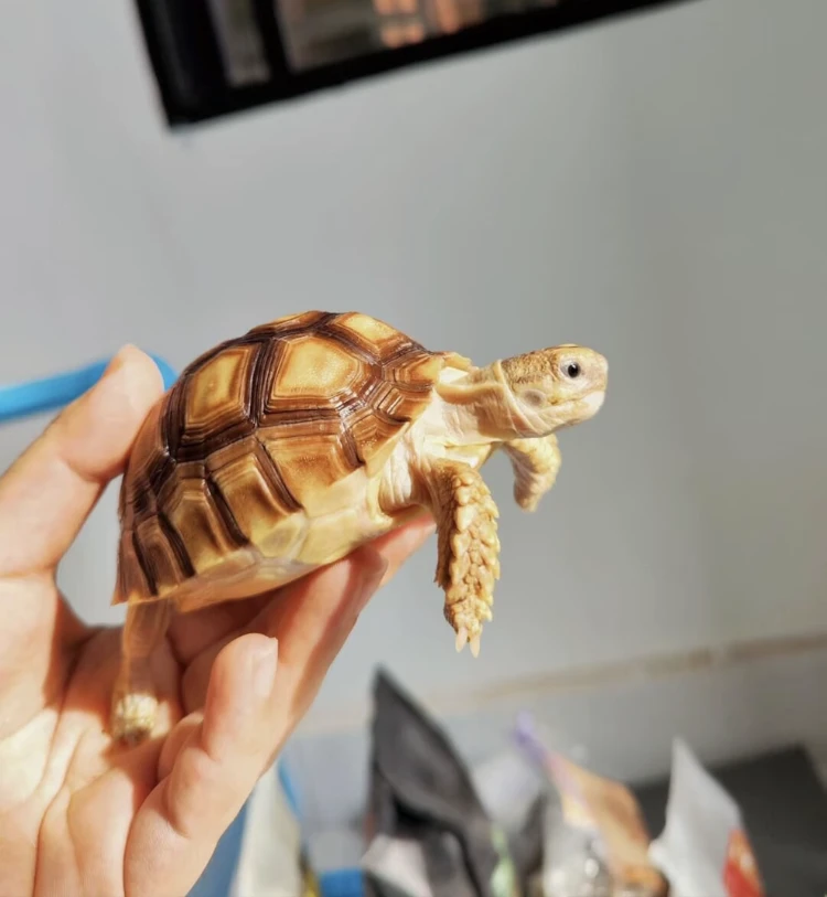 2号链接（宠物龟）全品高货 一对一挑选 包健康到家！