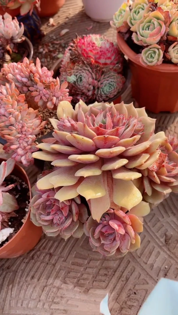 【闪购商品】15189