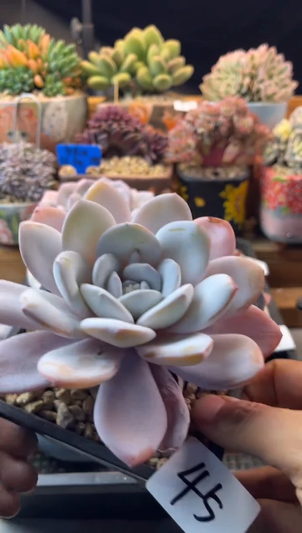 45雪莲11111111111111111