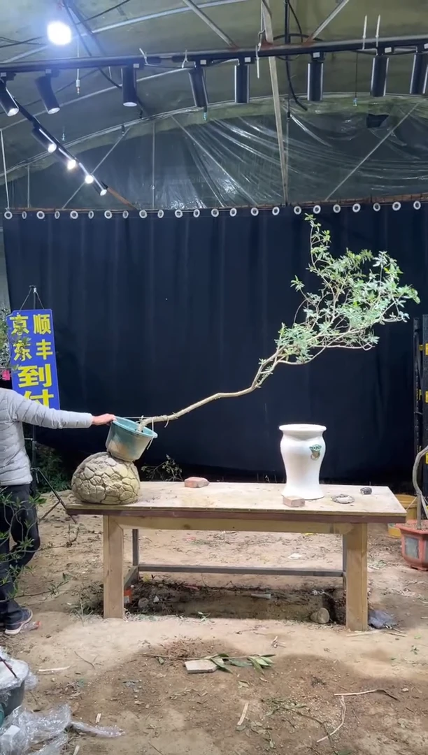 当前无花朵，栽培后可花朵玩**哥  海岛栀子花