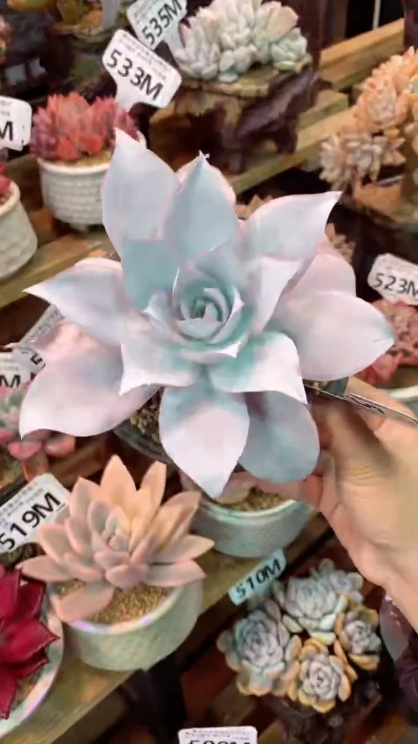 539M  (一物一拍实付满28发货，默认不带盆土）