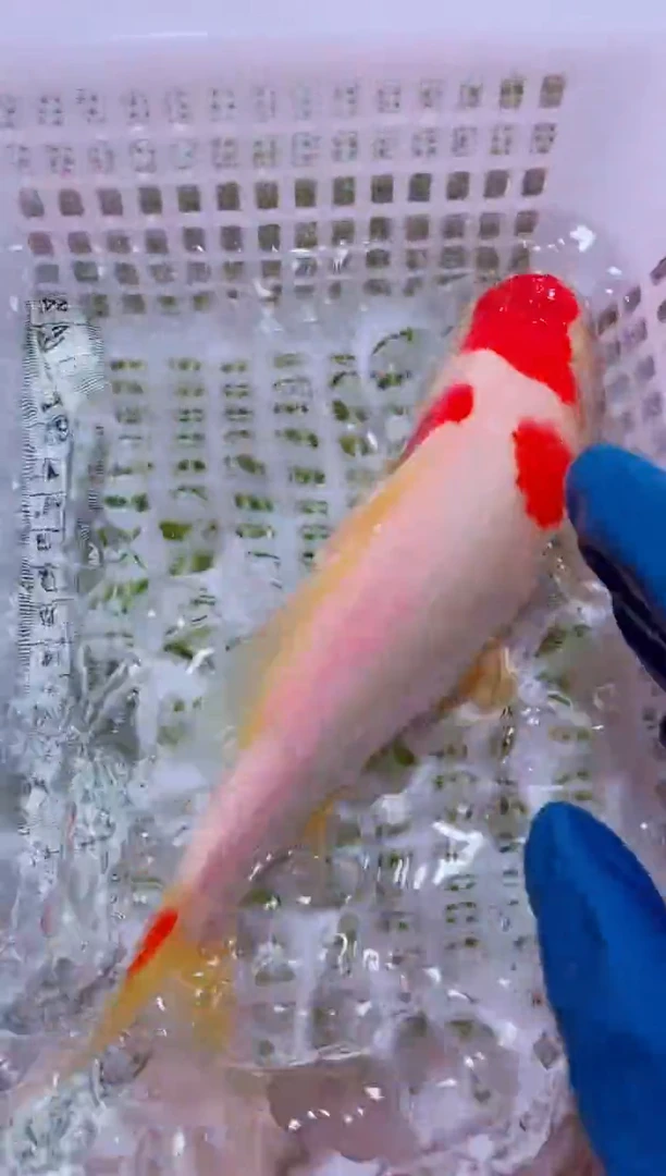 锦鲤血统锦鲤全场包邮126