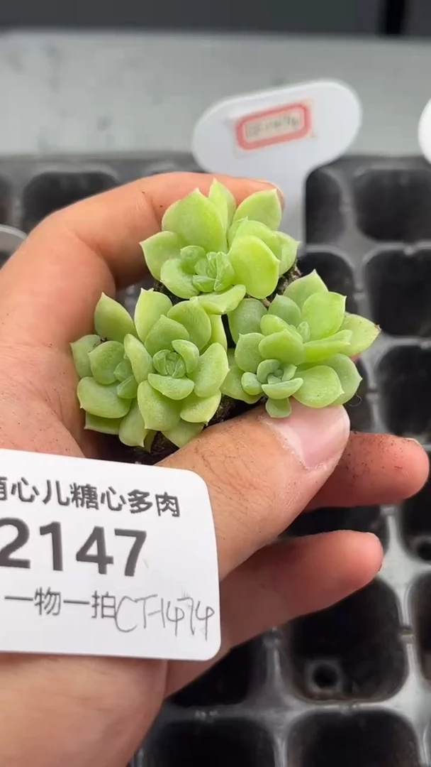 2147 cf1474多肉植物