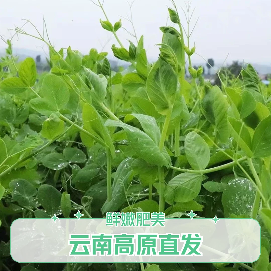 【云南高原高寒豌豆尖】现摘现发肥嫩饱满无茎无丝产地直发