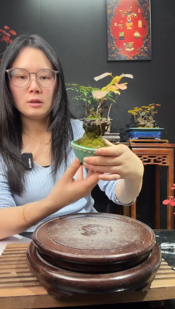 完全开放黄栌0000