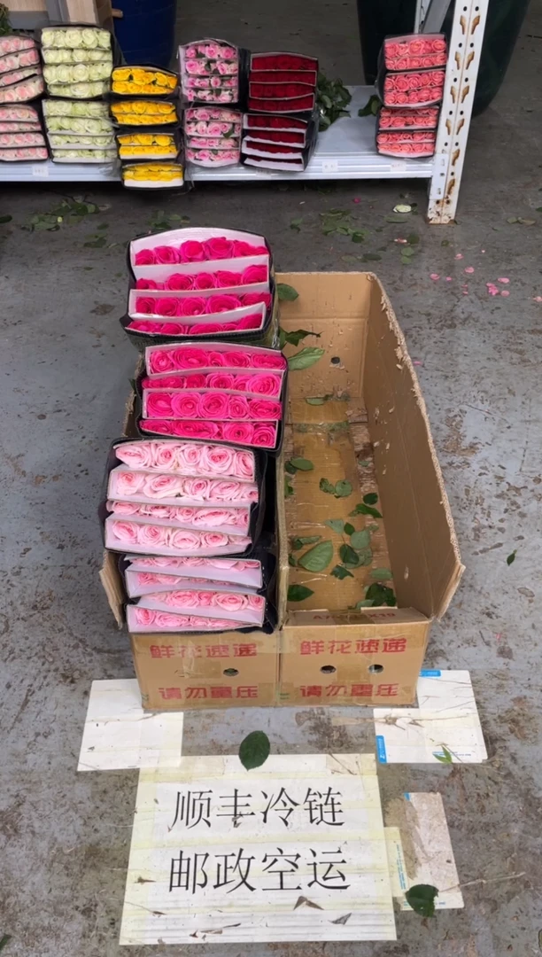粉荔枝2扎+佛洛依德2扎