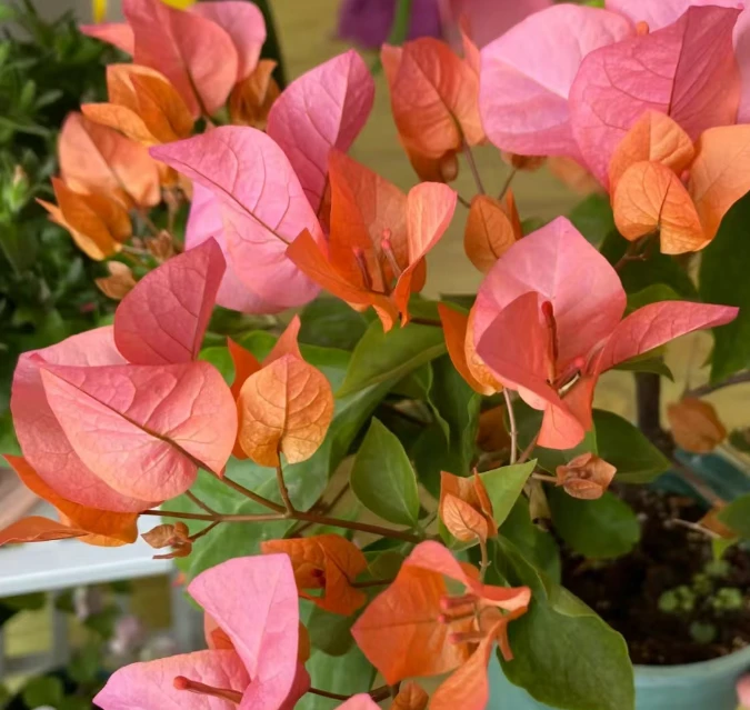 波妹   十肆月园艺绿植花卉