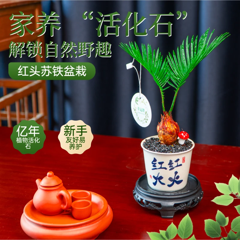 铁树宝宝土培盆栽带瓷盆室内外好养植物四季常青绿植桌面茶宠