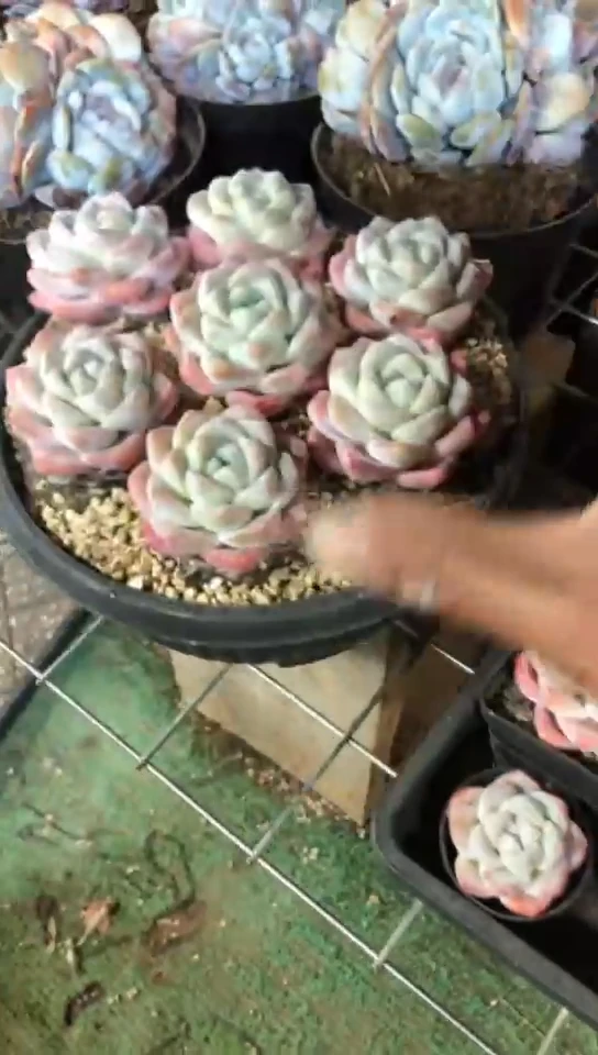 【闪购商品】樱花粉冰玉单头2颗