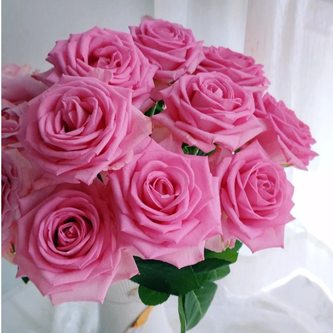 20枝【苏醒】玫瑰  一单中通，二单中通冷链，三单顺丰冷链包邮