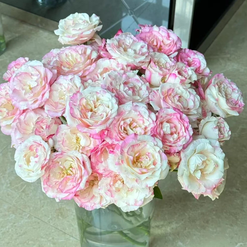 【一品花集】20支【霓裳】单头玫瑰