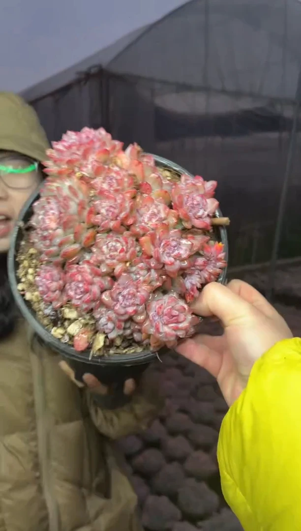 【闪购商品】16-鲁冰带盆土18