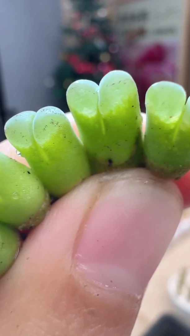 【闪购商品】26-24·1802.6一颗