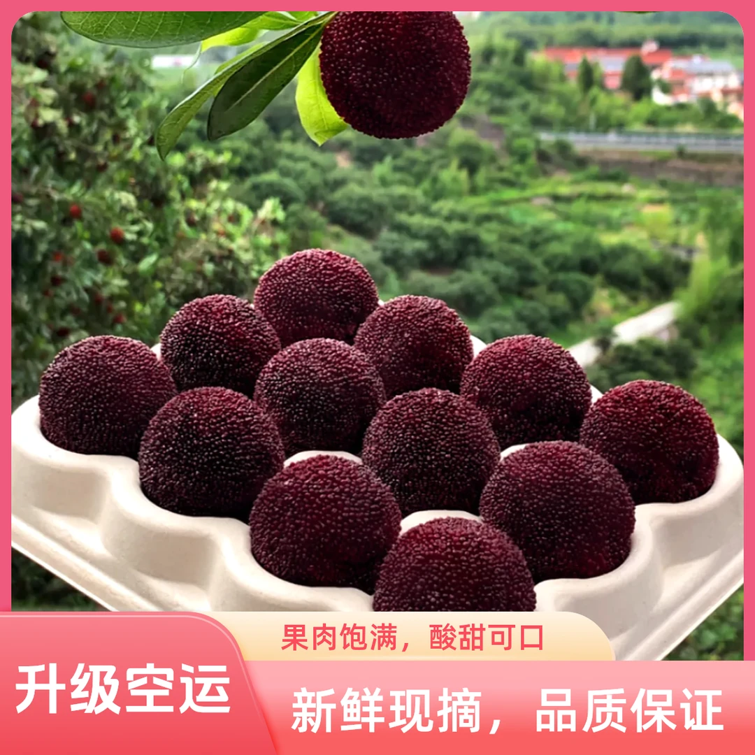 【浙江仙居东魁杨梅】空运速发特大东魁现摘高山东魁杨梅孕妇水果