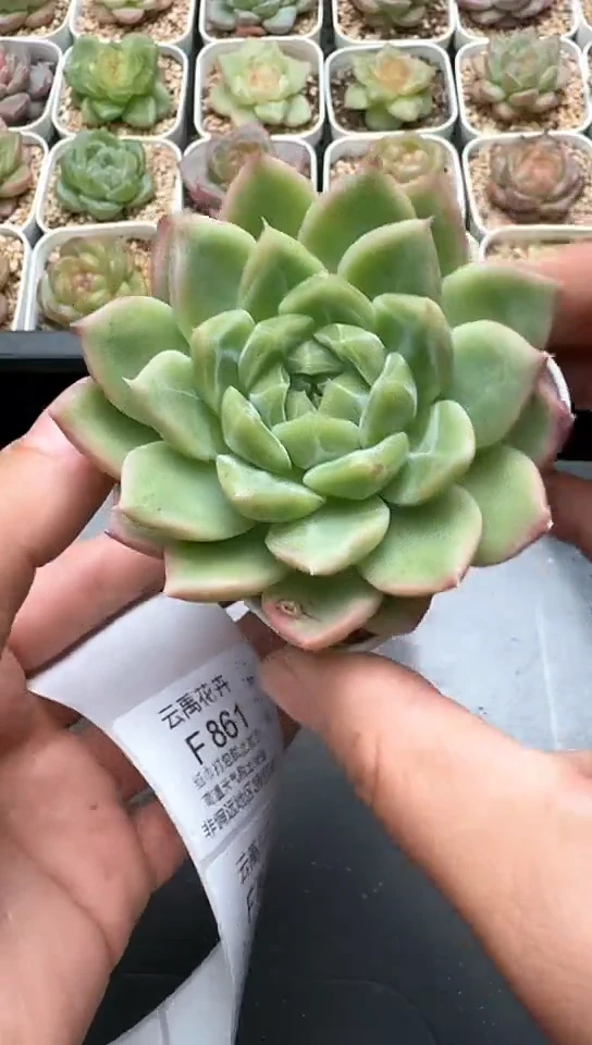 860F云禹多肉植物 默认脱土纸巾打包 3颗包邮