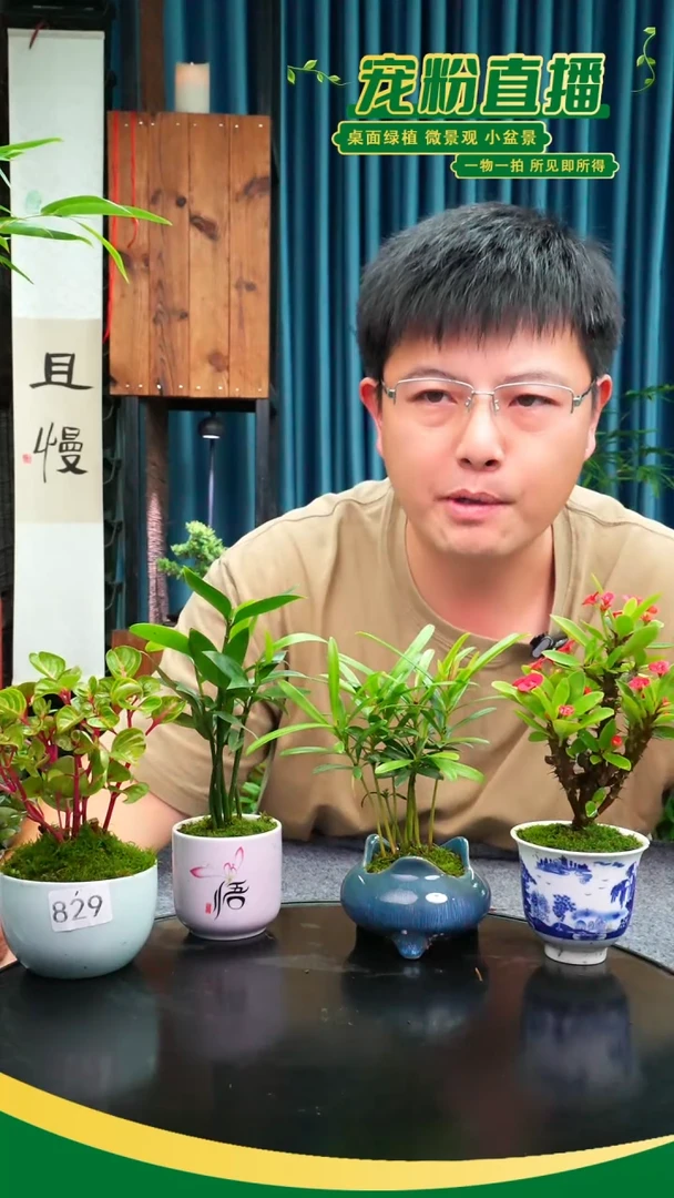 无花朵懒*苔藓微景观829号