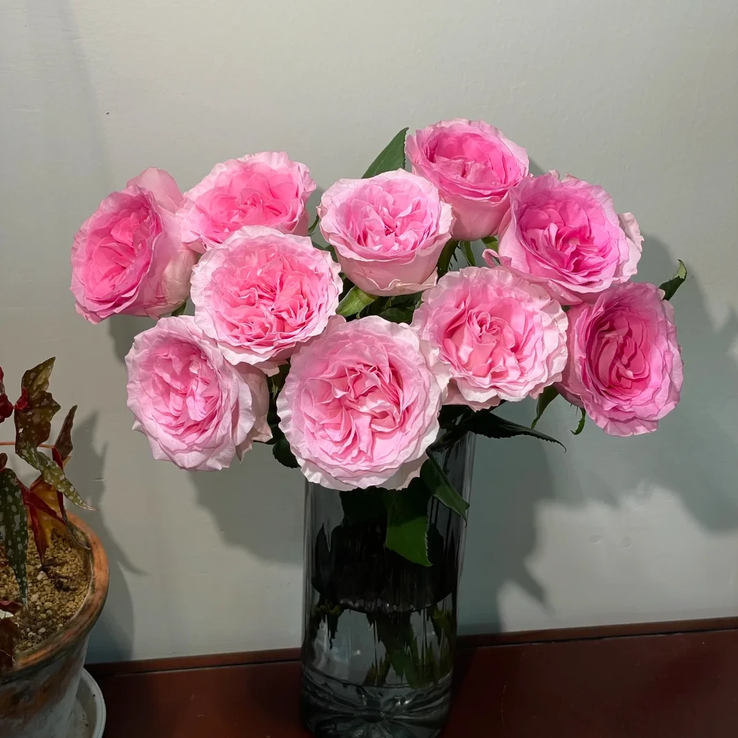 【村长推荐】【洛神玫瑰10支】好养易开云南鲜花任意两件包邮送货上门