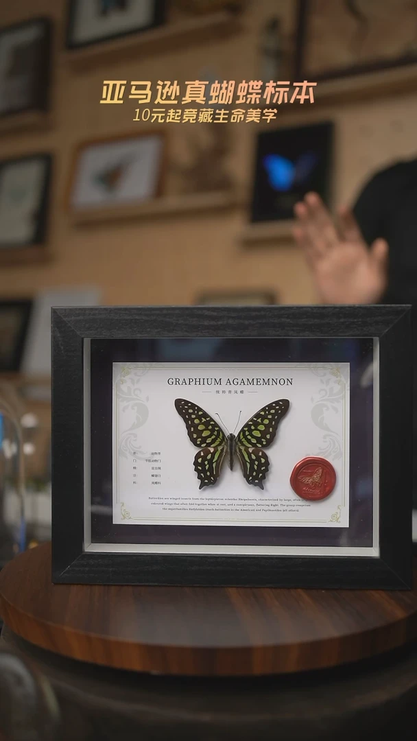 有机玻璃统帅青凤蝶国风版