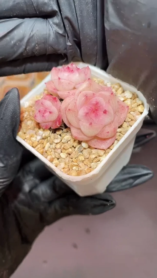 闪购912 夹心小饼干多肉一颗