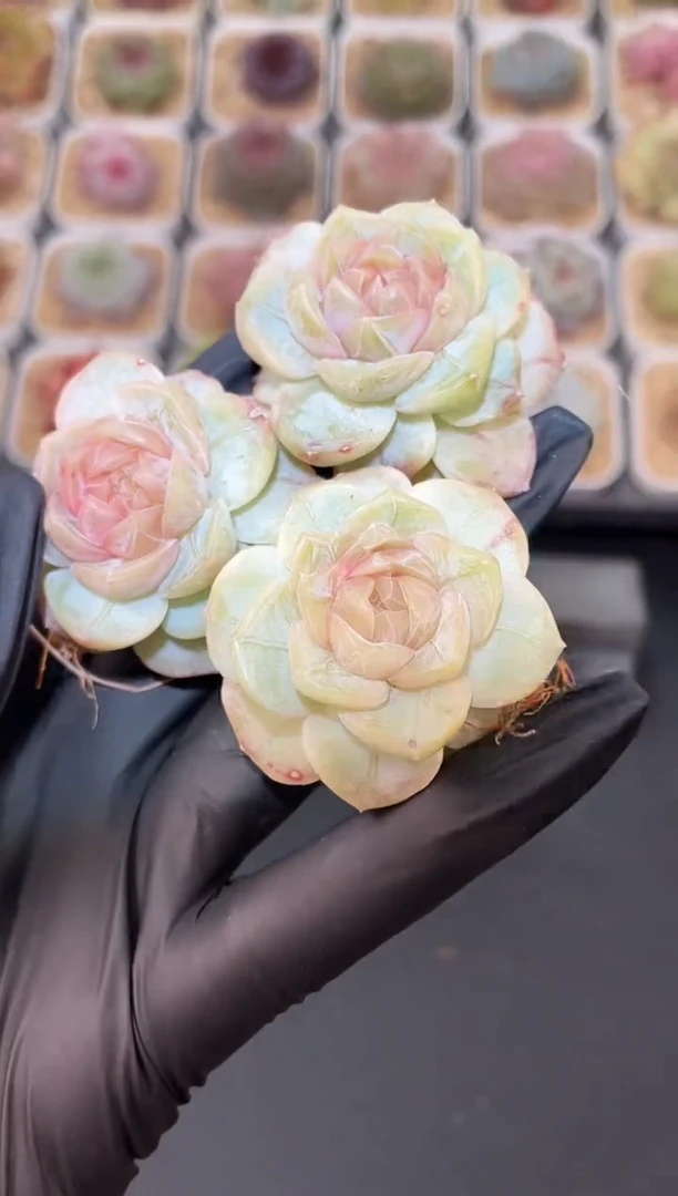 闪购3053 粉心荷塘月色多肉一颗  4厘米