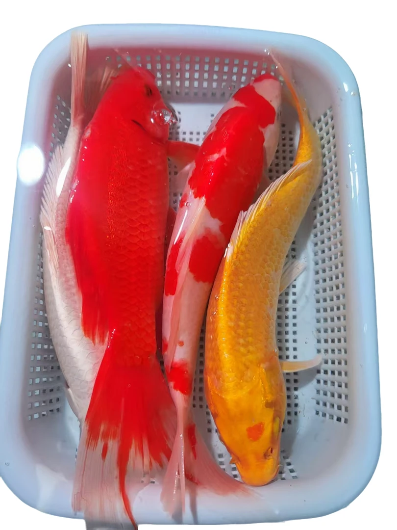 【四季发财】18-20cm1黄1红白1红草1白观赏鱼锦鲤冷水鱼活鱼耐活