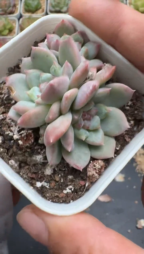 356G云禹多肉植物 脱土纸巾打包 3颗包邮