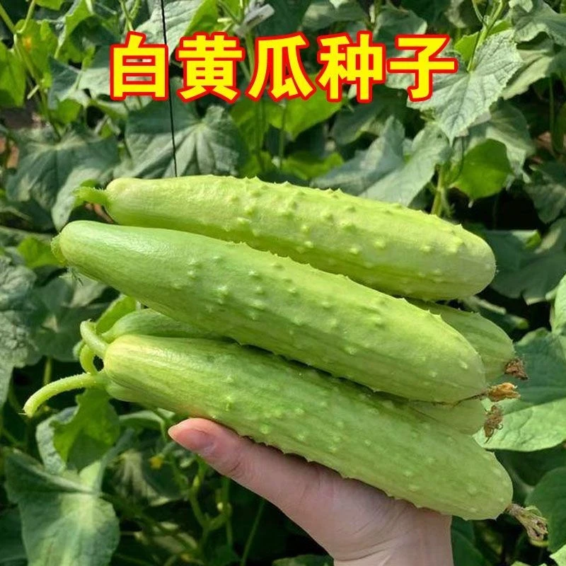 正宗白三叶水果黄瓜种子白黄瓜白皮早熟高产春夏季播阳台蔬菜种孑