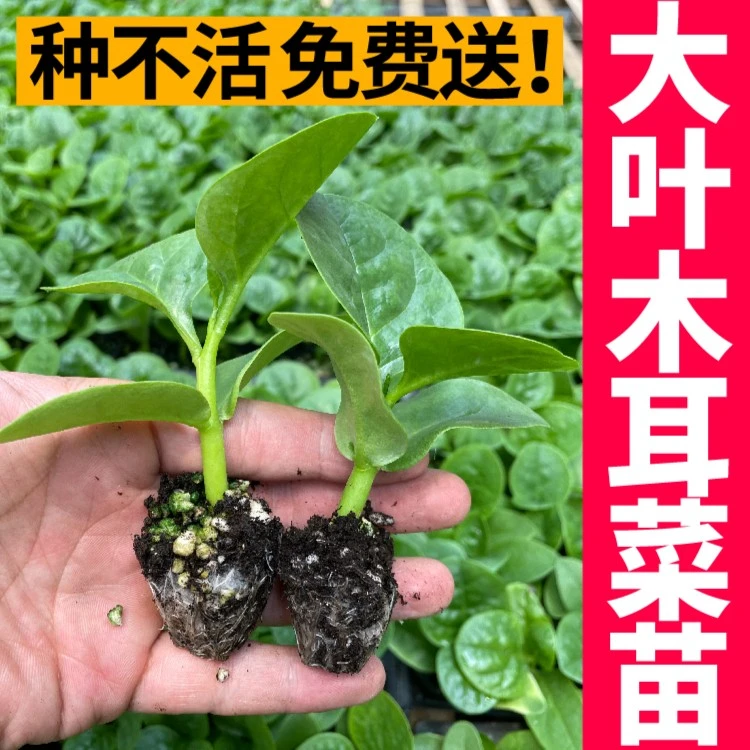 特大圆叶木耳菜苗适合阳台庭院四季春秋阳台盆栽食用蔬菜苗带土