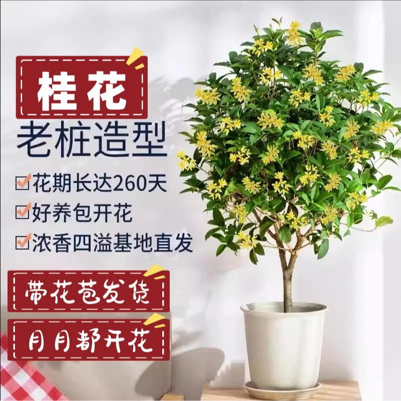 四季桂花盆栽树苗浓香适合懒人养的盆栽花卉绿植植物室内花桂花树