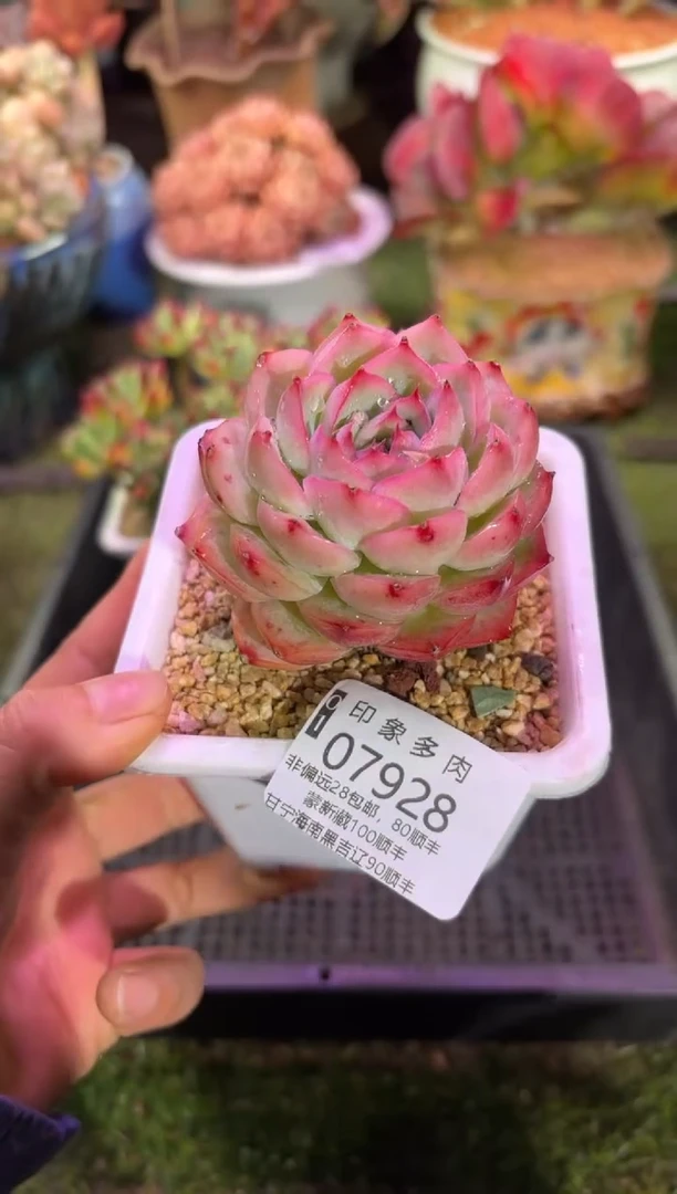 【闪购商品】07928