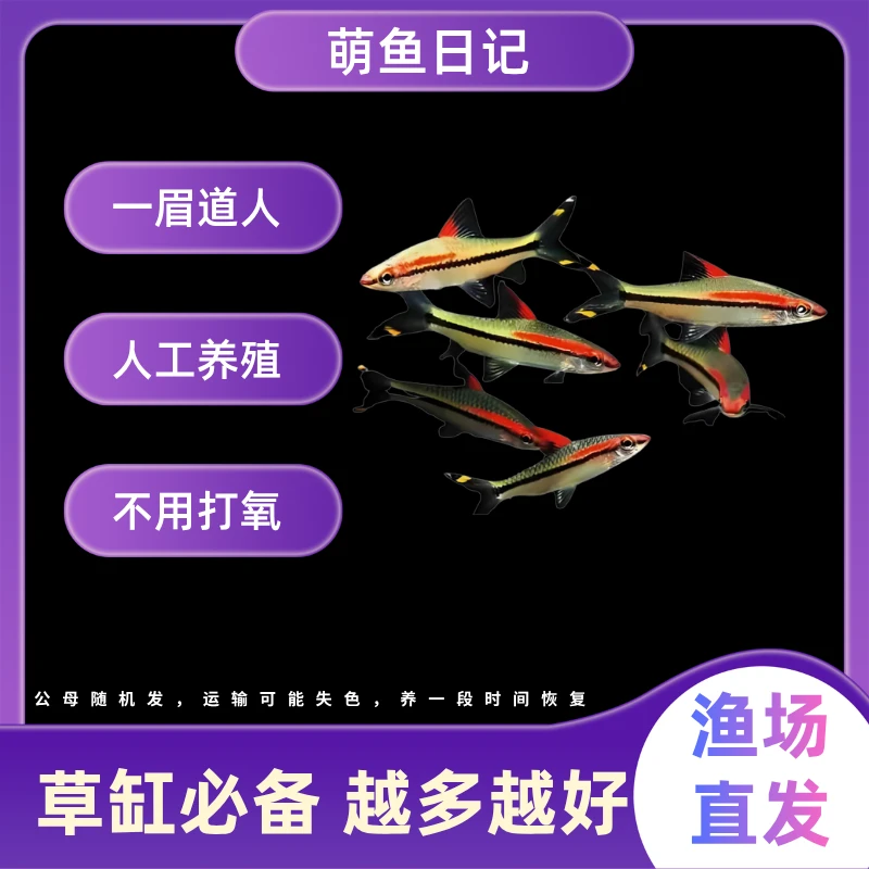 一眉道人鱼小型热带观赏鱼群游灯科鱼草缸好养淡水活体