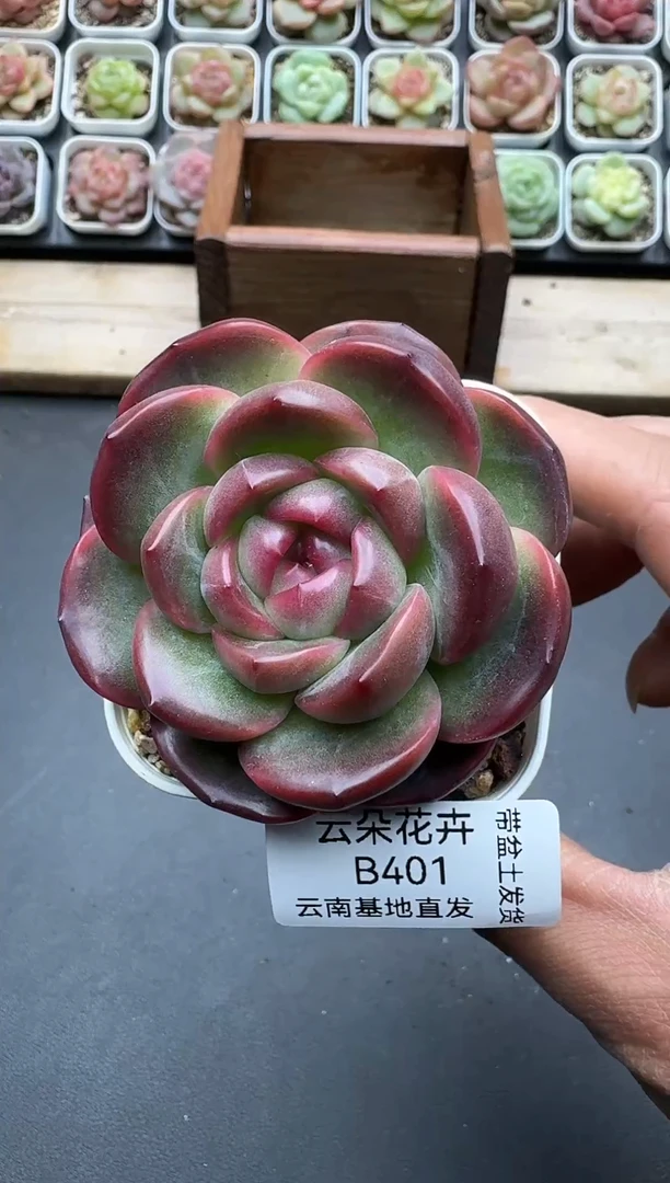 珍妮杂交多肉B401