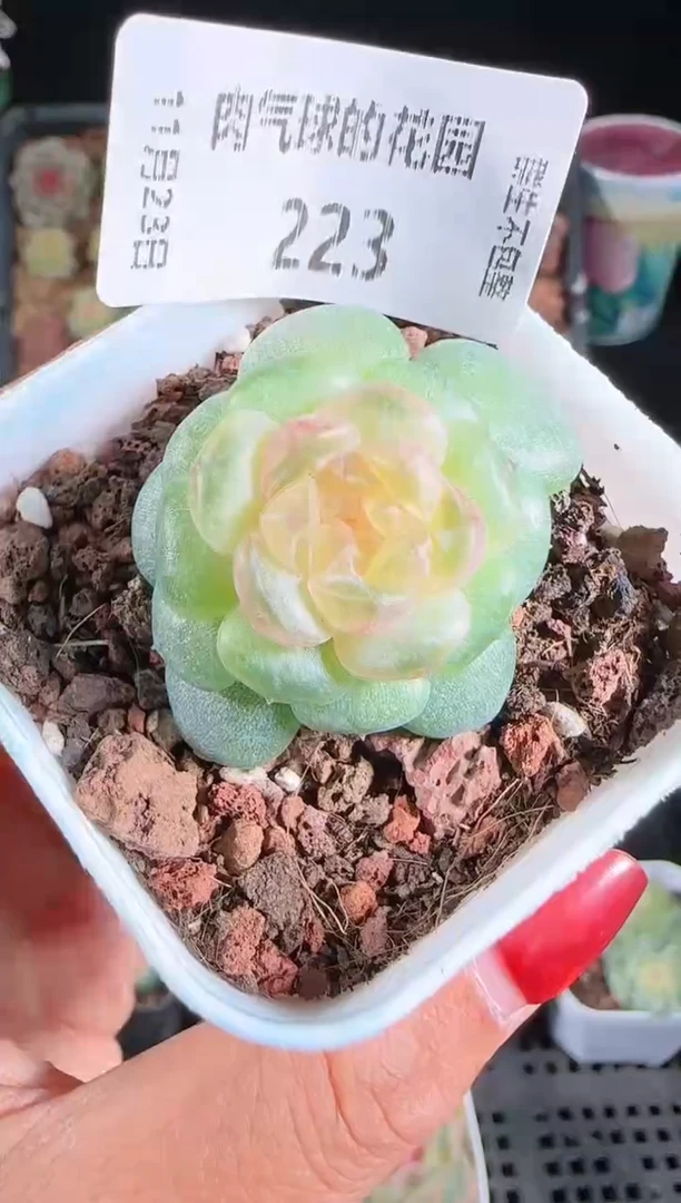 1123-223流莹群生不包整