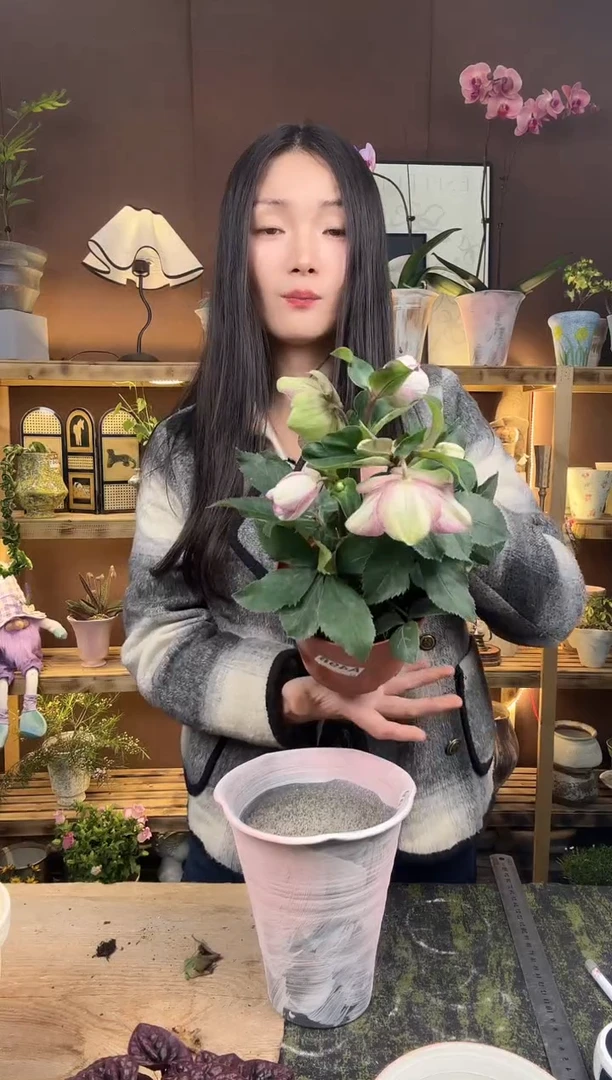 以实际为准铁筷子育苗盆498