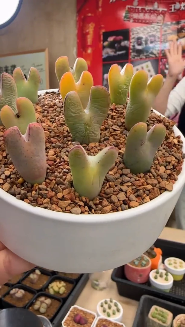 【闪购商品】21-6锦鲤红将一颗