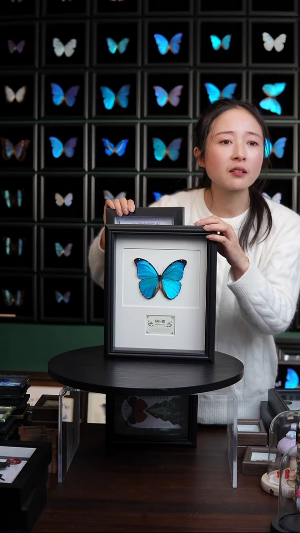 绿闪蝶标本摆件10寸框