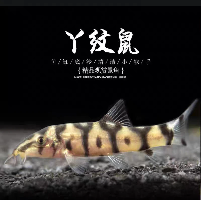 y字鼠鱼 观赏鱼清洁类