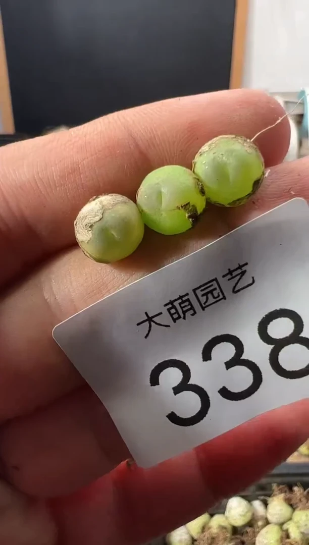 一物一拍        338