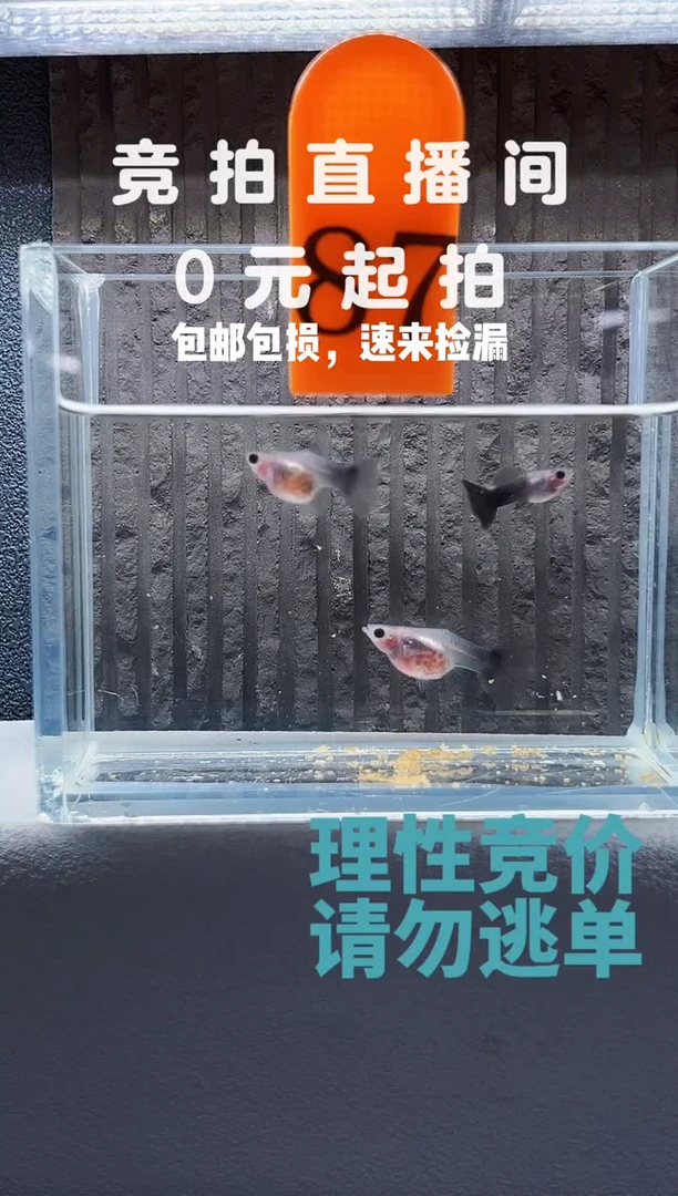 孔雀鱼蓝礼服一公两母一母编号87