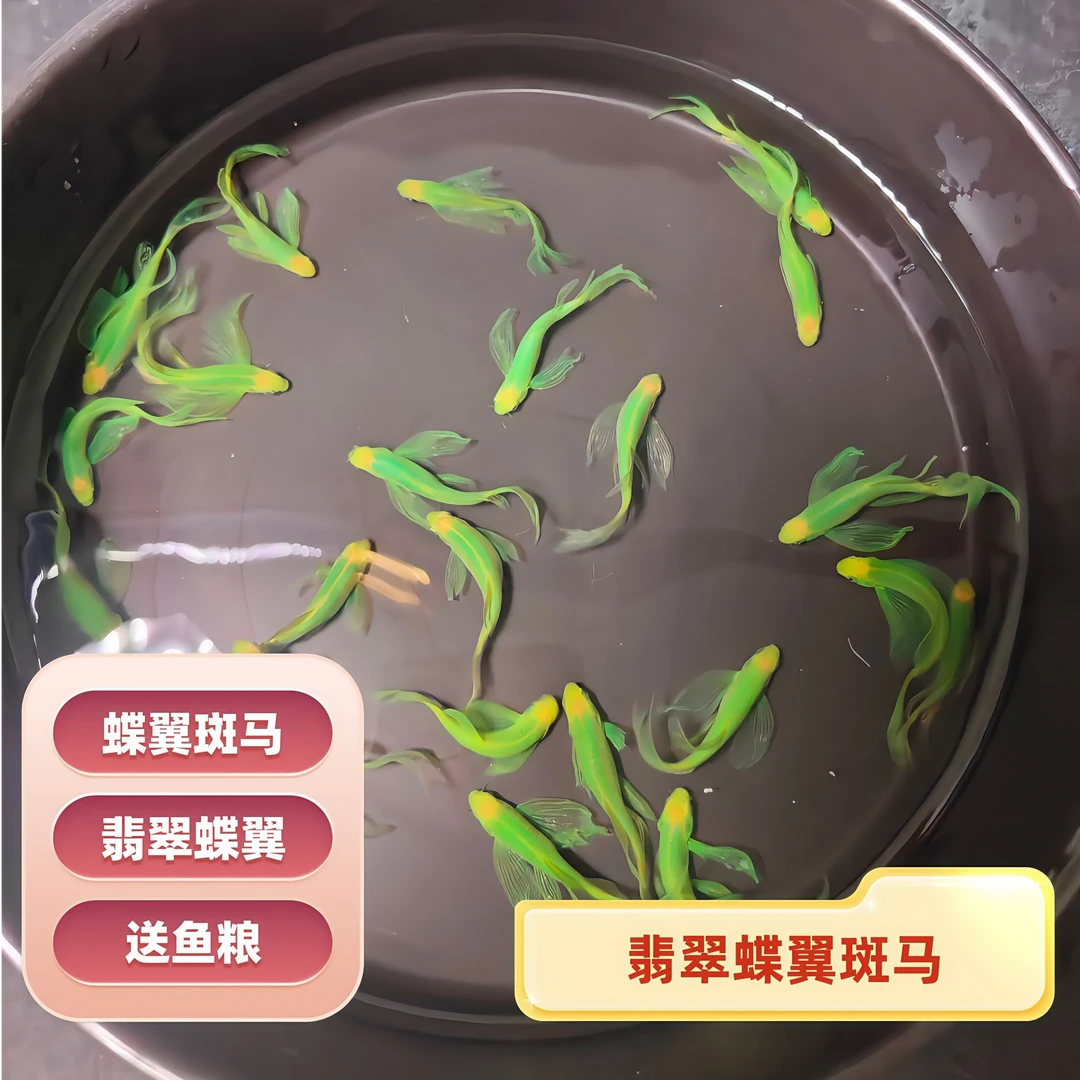 精品斑马鱼 蝶翼翡翠 小型热带淡水鱼 活体观赏鱼 入缸不包损