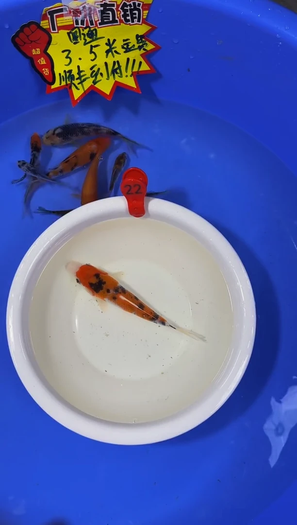 锦鲤活体二号链接