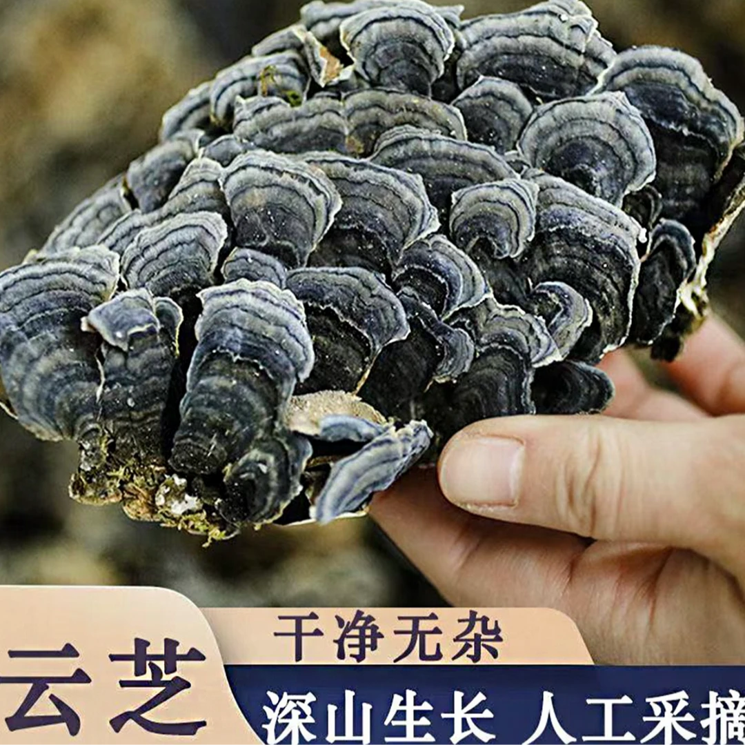 农家高海拔 精选云灵芝100g 可搭配枸杞