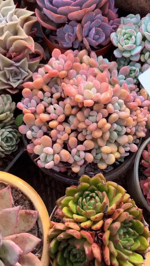 M****@多肉植物一物一拍27214