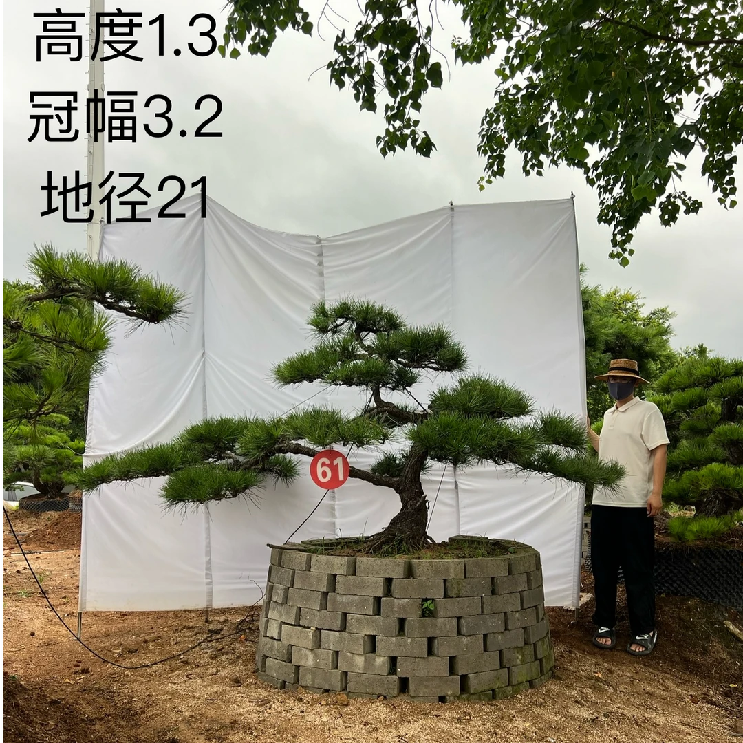 庭院造型盆栽地栽提根黑松四季常绿定金500