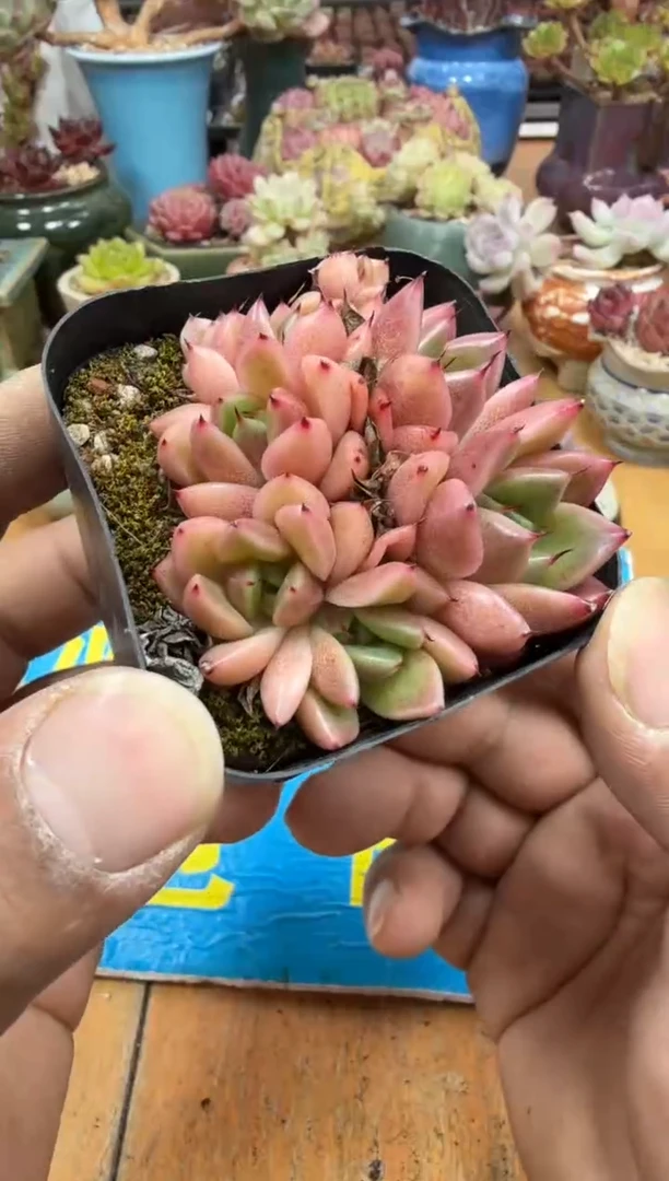 东云多肉园二店-297