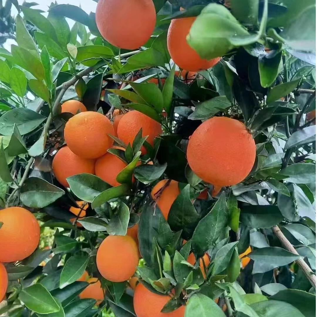 正宗石门应季水果纽荷尔脐橙皮薄味美现摘水果