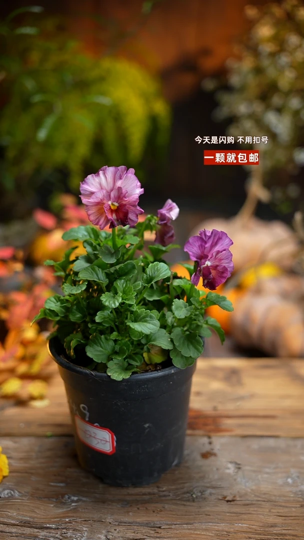 少量花朵（建议范围：2朵-5朵 或40%以下）030