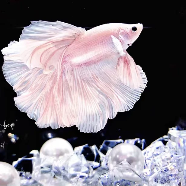 F5（97-120）泰国斗鱼小型热带观赏鱼耐活好养（直播间选鱼）