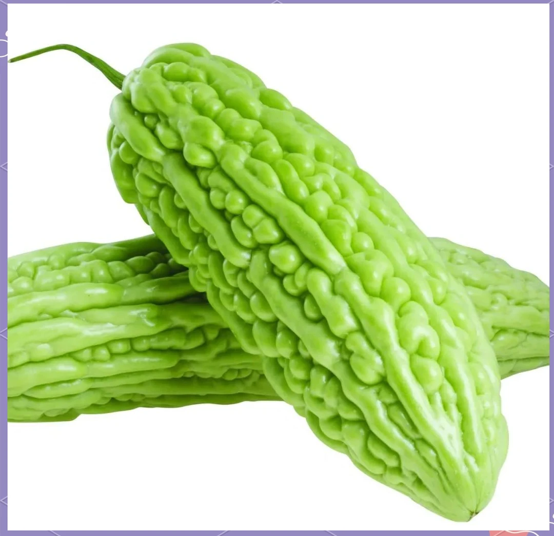 苦瓜图书图鉴图片