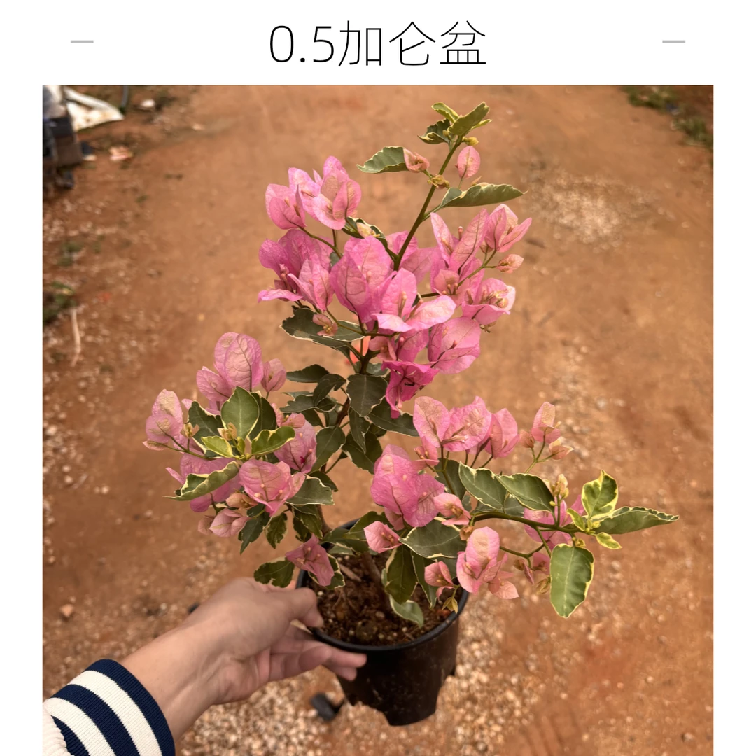 原生小斑叶丽人三角梅带盆带土带花四季开花爆花机器0.5加仑盆